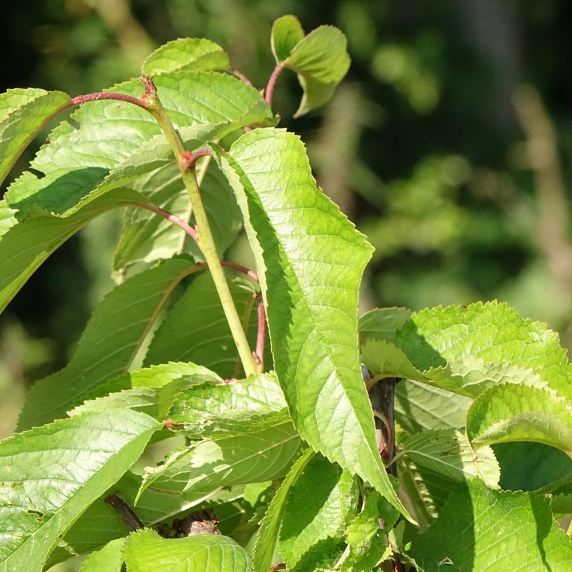 Ciliegio Bigarreau hâtif Delbard 'Rivedel' (Fogliame)