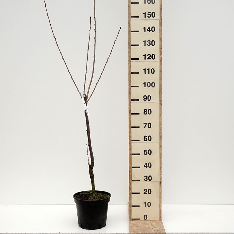 Ciliegio Hedelfingen Vaso da 7,5L/10L, VasettoAltezza consegnata circa 125/150cm esemplare consegnato in inverno