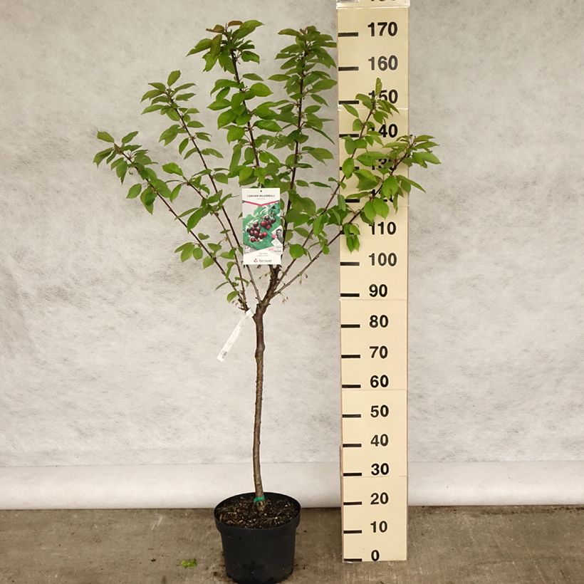 Ciliegio Bigarreau Reverchon Vaso da 7,5L/10L, VasettoAltezza consegnata circa 125/150cm esemplare consegnato in primavera