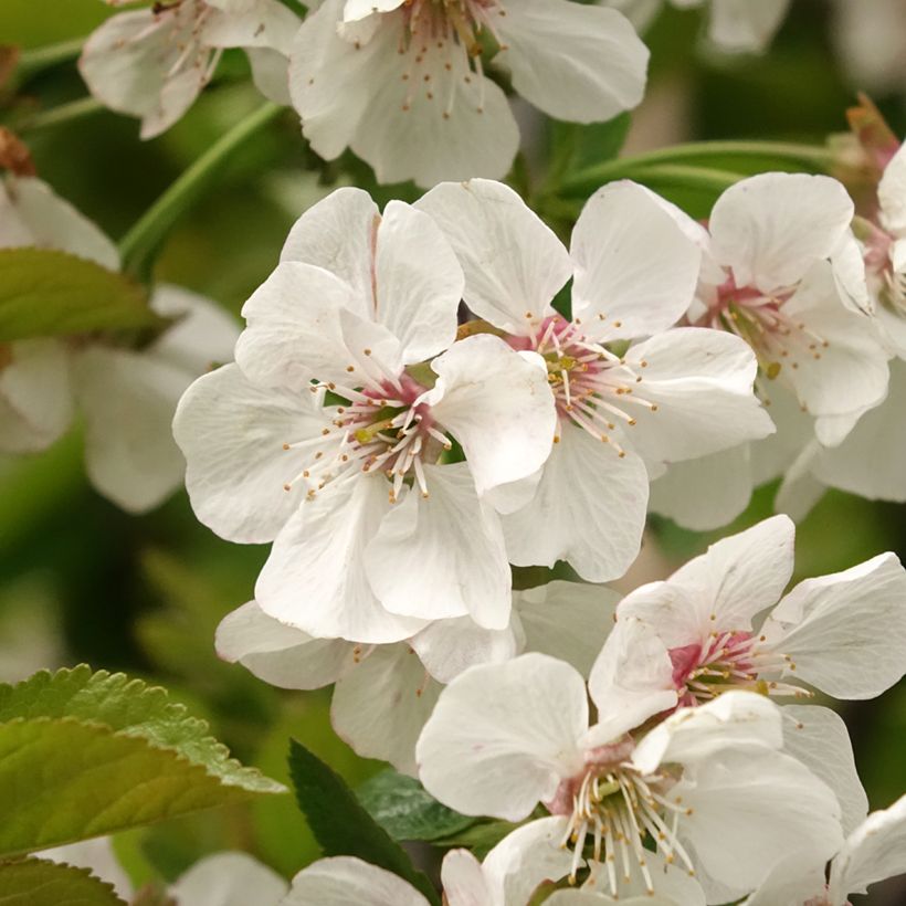 Ciliegio Bigarreau Reverchon (Fioritura)