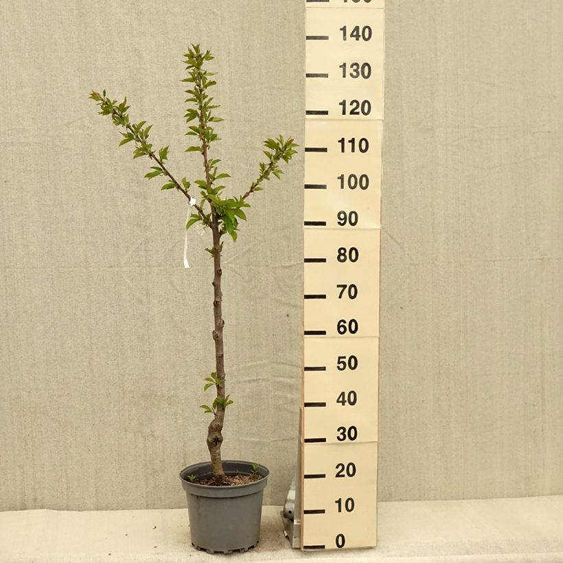 Ciliegio Bigarreau Summit Vaso da 7,5L/10L, VasettoAltezza consegnata circa 125/150cm esemplare consegnato in primavera