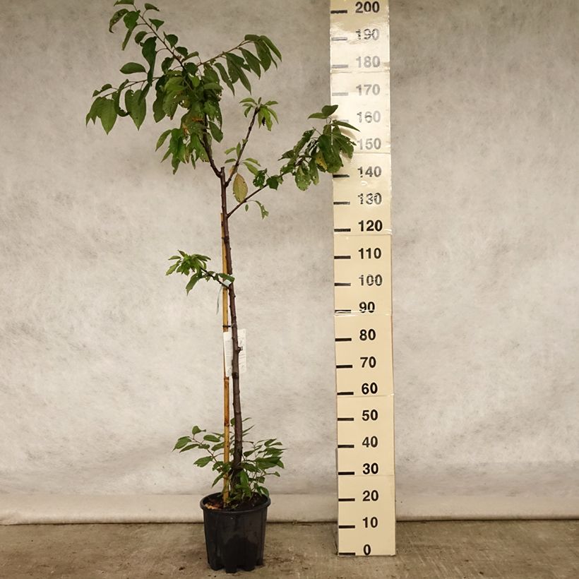 Esemplare di Ciliegio Van Vaso da 7,5L/10L, Vaso impalcato medio consegnato in estate