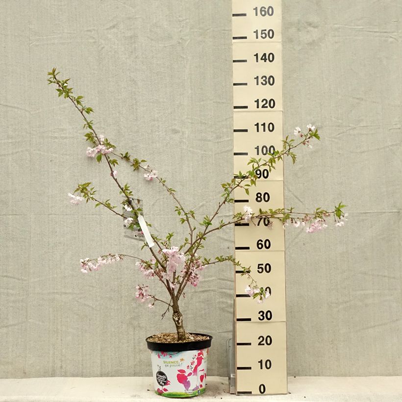 Prunus Accolade - Ciliegio da fiore Vaso da 7,5L/10LAltezza consegnata circa 90+cm esemplare consegnato in primavera