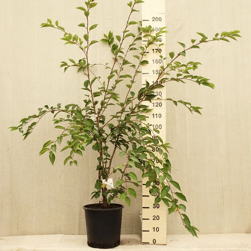 Esemplare di Prunus Accolade - Ciliegio da fiore Vaso da 18L/20LAltezza consegnata circa 125/+cm consegnato in estate