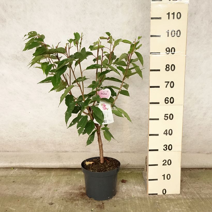 Esemplare di Prunus serrulata Kanzan - Ciliegio da fiore Vaso da 7,5L/10L consegnato in estate