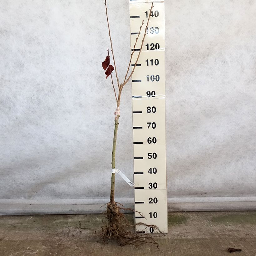 Prunus serrulata Kanzan - Ciliegio da fiore Piante piccole a radice nuda esemplare consegnato in inverno