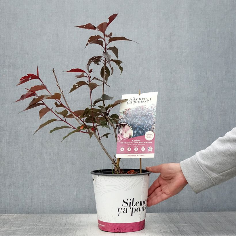 Esemplare di Prunus serrulata Royal Burgundy - Ciliegio da fiore Vaso da 4L/5L consegnato in estate