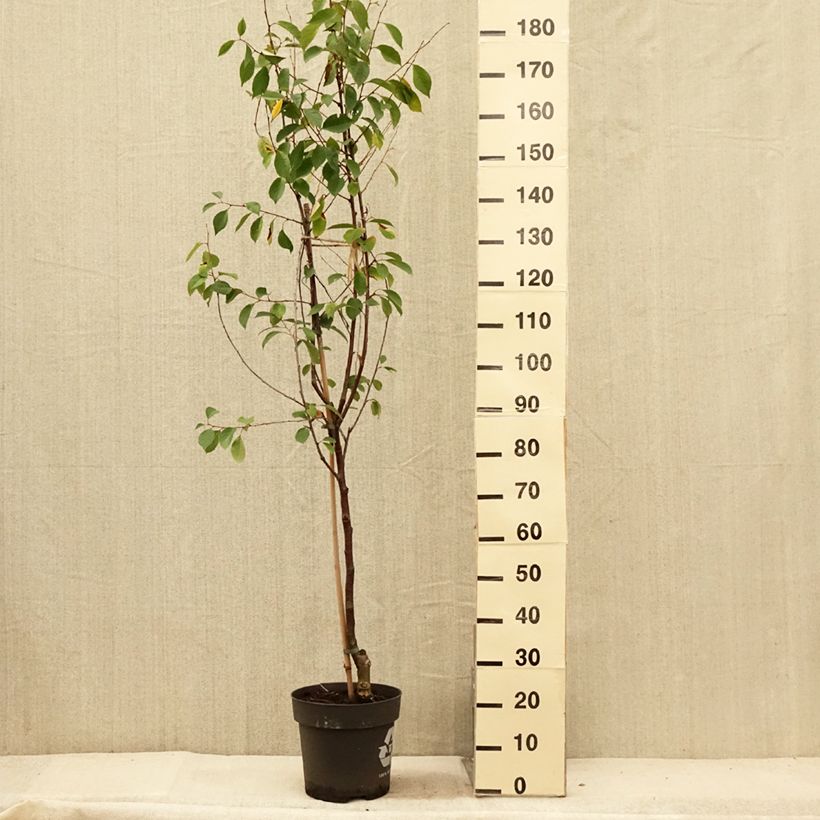 Esemplare di Amareno Kelleriis16 Vaso da 4L/5L, Vaso impalcato basso consegnato in estate