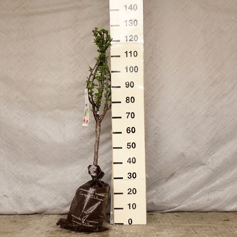 Amareno Maynard Zolla 'Pronta da piantare', Vaso impalcato bassoAltezza consegnata circa 90/+cm esemplare consegnato in primavera