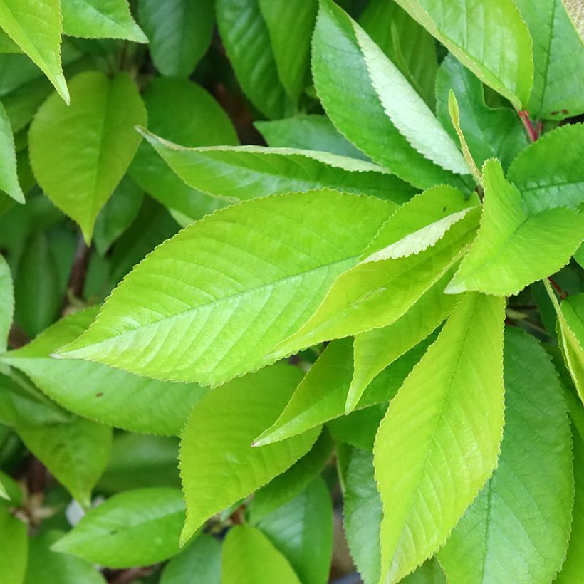 Amareno Rainier (Fogliame)
