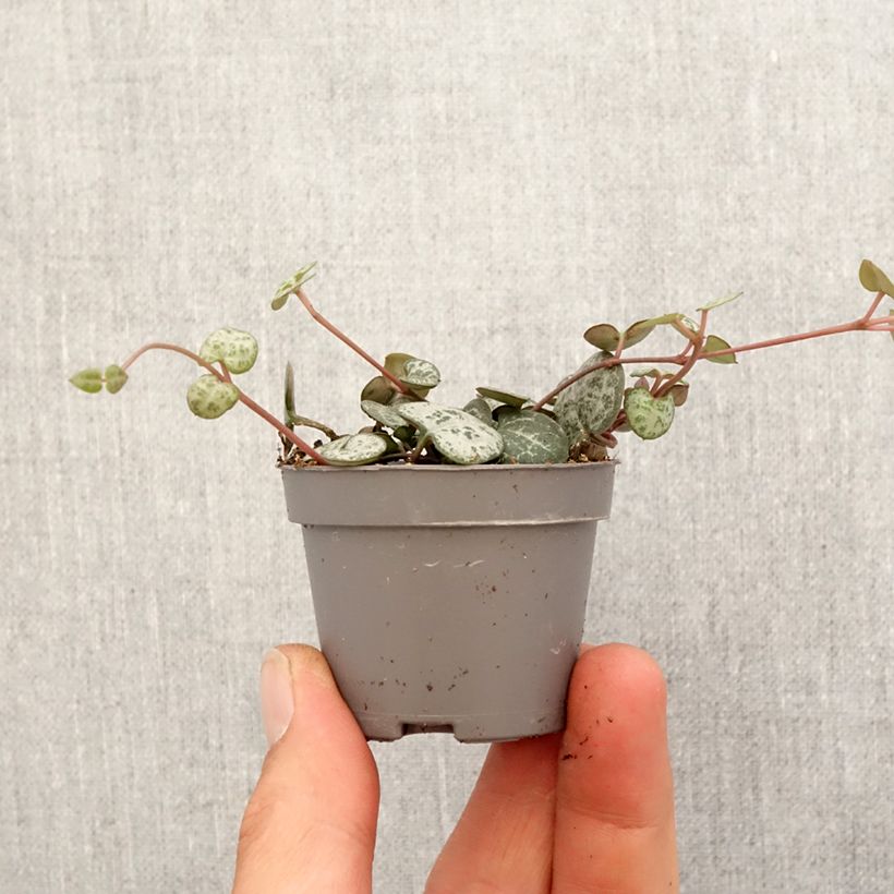 Ceropegia woodii - Collana di cuori Mini-plante esemplare consegnato in primavera