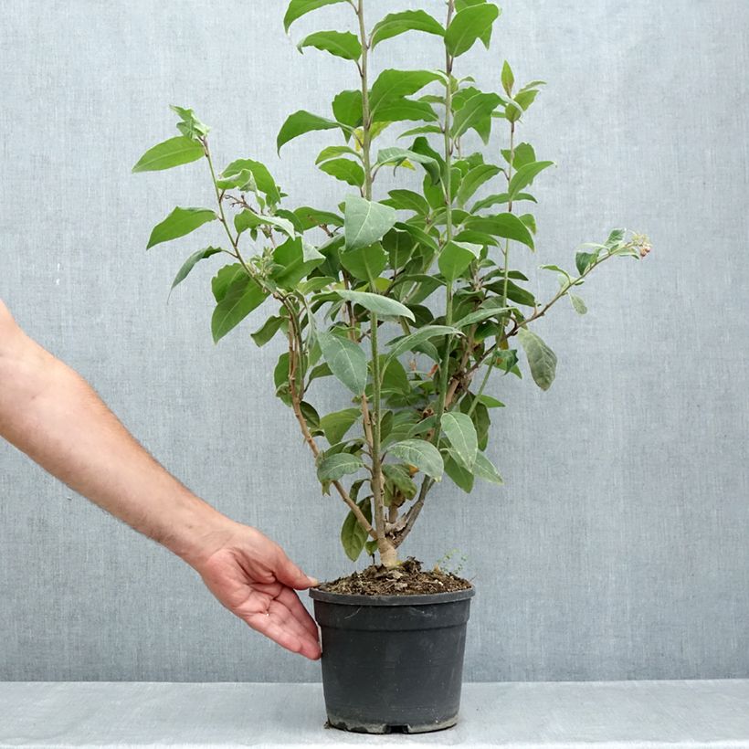 Esemplare di Cestrum fasciculatum Newellii Vaso da 3L/4L consegnato in estate