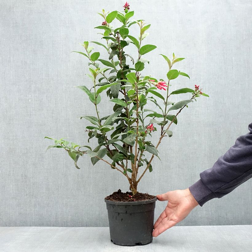 Cestrum fasciculatum Newellii Vaso da 3L/4L esemplare consegnato in primavera