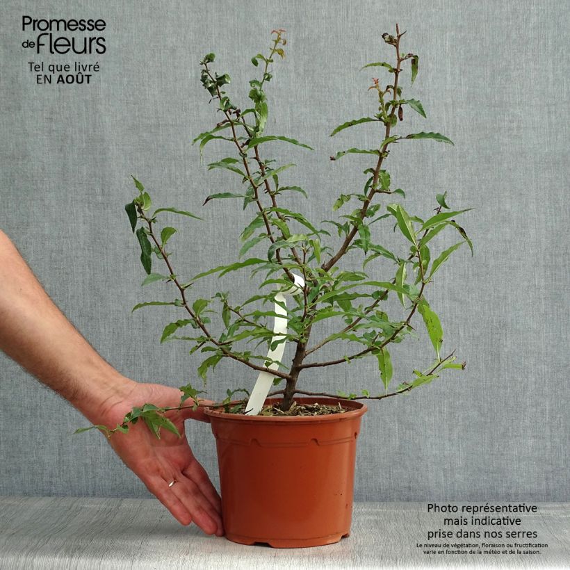 Esemplare di Chaenomeles cathayensis Vaso da 3L/4L consegnato in estate