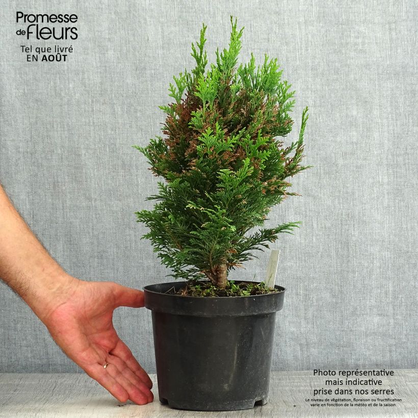 Esemplare di Chamaecyparis lawsoniana Minima Glauca - Cipresso bianco Vaso da 2L/3L consegnato in estate
