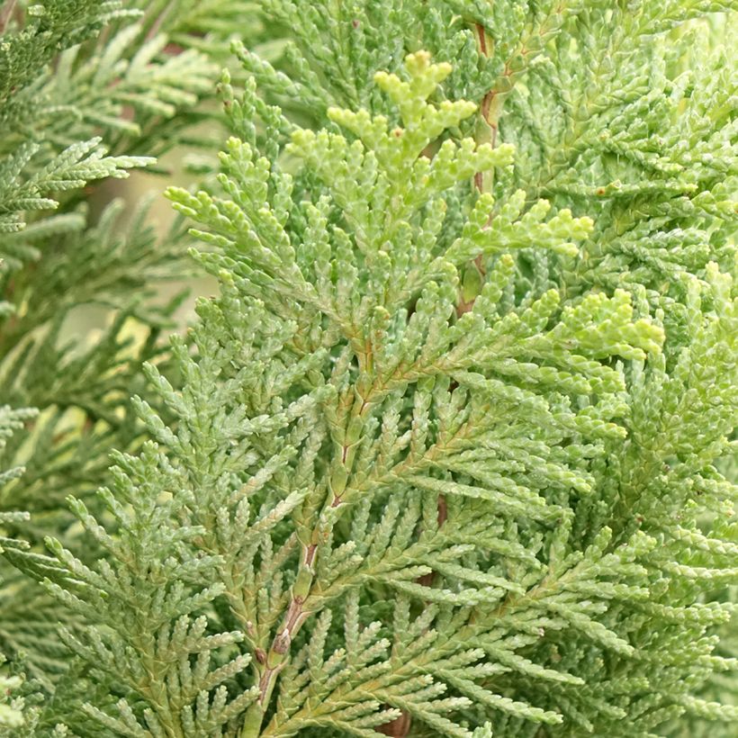 Chamaecyparis lawsoniana Alumigold - Cipresso bianco (Fogliame)