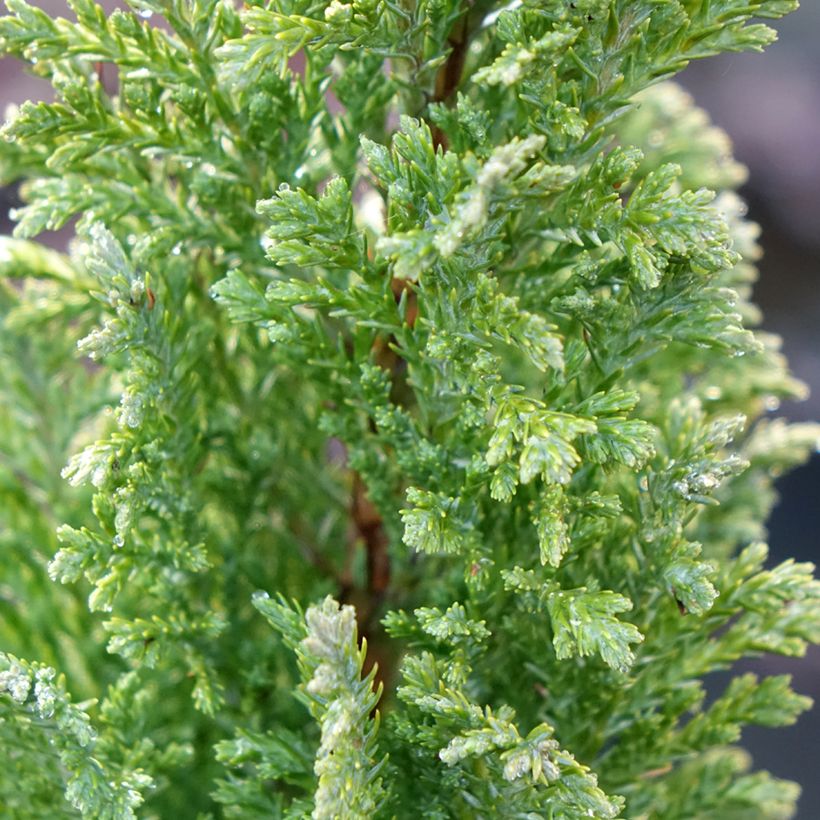 Chamaecyparis lawsoniana Elwood's Gold - Cipresso bianco (Fogliame)