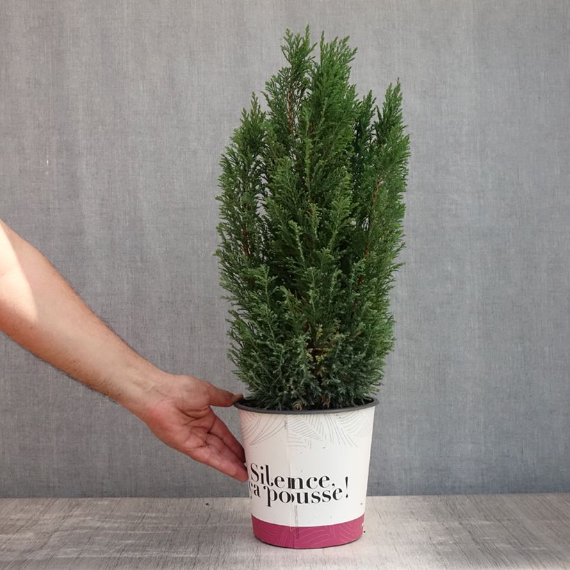 Esemplare di Chamaecyparis lawsoniana Elwoodii - Cipresso bianco Vaso da 4L/5L consegnato in estate