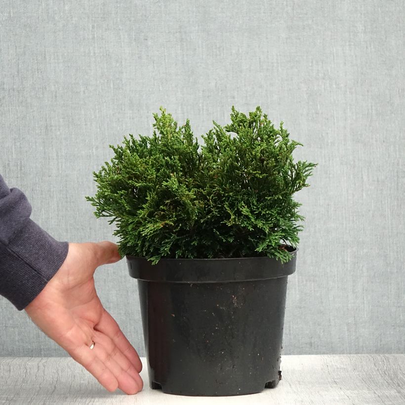 Esemplare di Chamaecyparis lawsoniana Green Globe - Cipresso bianco Vaso da 2L/3L consegnato in estate