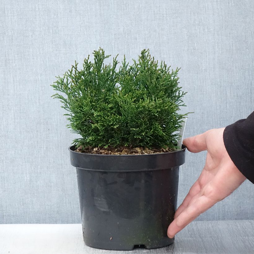 Chamaecyparis lawsoniana Green Globe - Cipresso bianco Vaso da 2L/3LAltezza consegnata circa 20/25cm esemplare consegnato in primavera
