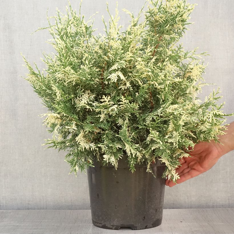 Esemplare di Chamaecyparis lawsoniana Pearly Swirls - Cipresso bianco Vaso da 7,5L/10L consegnato in estate