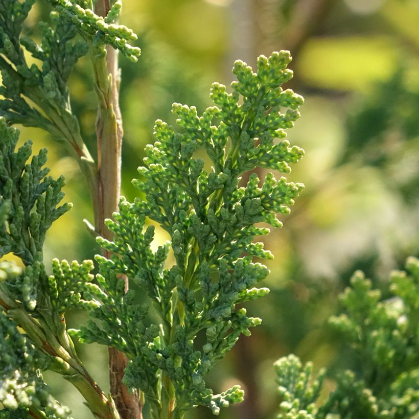 Chamaecyparis lawsoniana Wissel's Saguaro - Cipresso bianco (Fogliame)