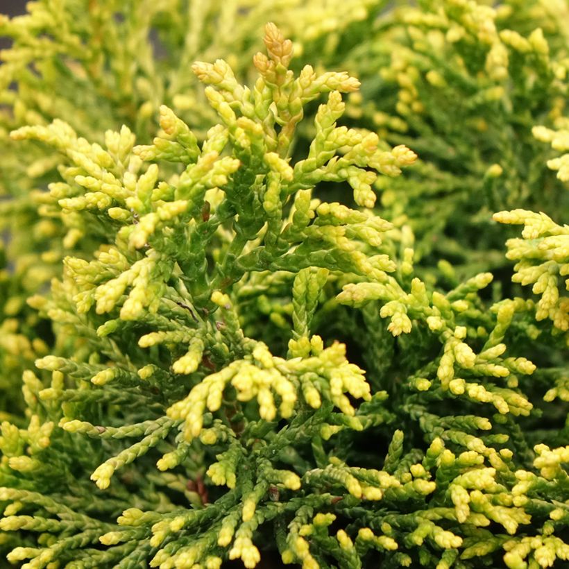 Chamaecyparis obtusa Butterball - Cipresso di Hinoki (Fogliame)