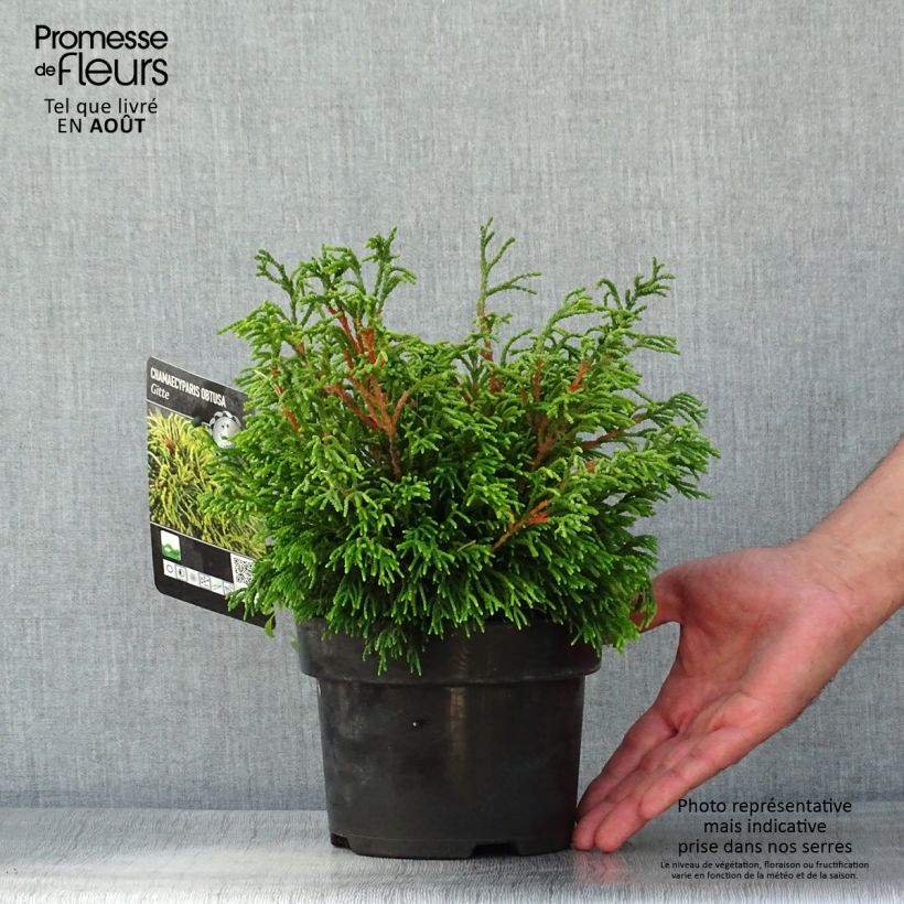 Esemplare di Chamaecyparis obtusa Gitte - Cipresso di Hinoki Vaso da 2L/3L consegnato in estate
