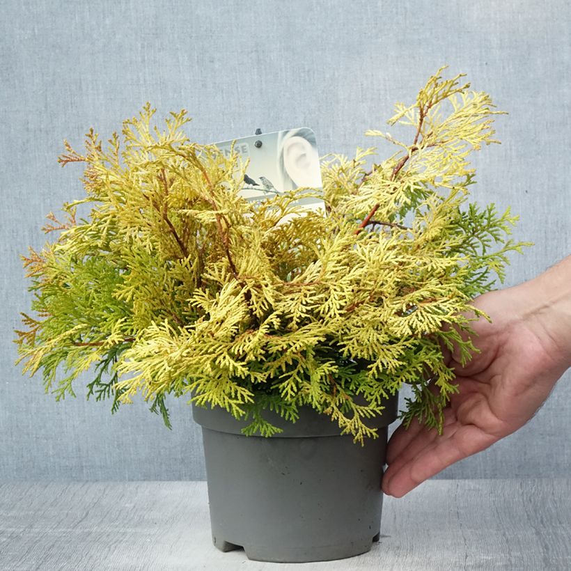 Esemplare di Chamaecyparis obtusa Kamarachiba - Cipresso di Hinoki Vaso da 2L/3L consegnato in estate