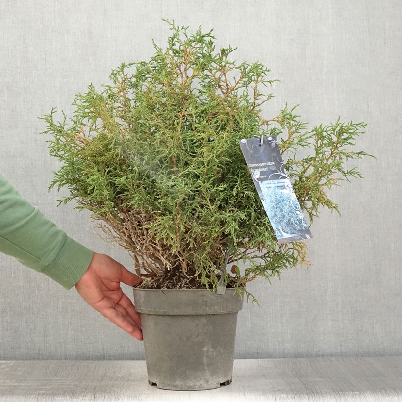 Esemplare di Chamaecyparis obtusa Lycopodioides - Cipresso di Hinoki Vaso da 4L/5L consegnato in estate