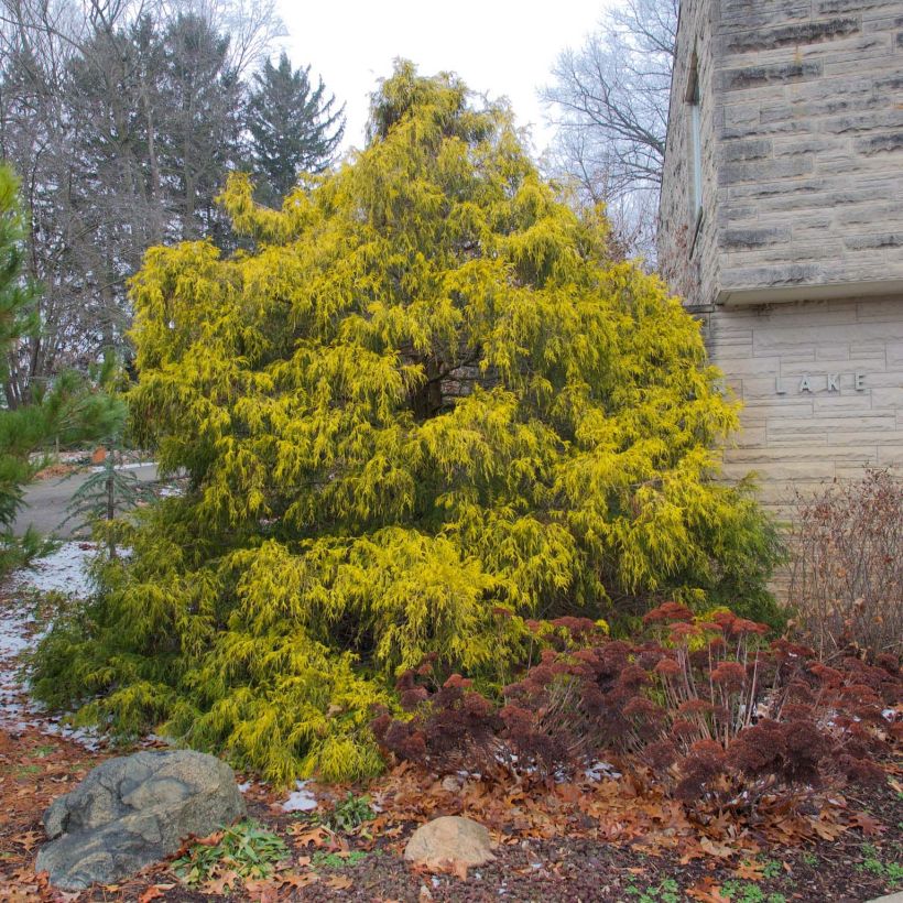 Chamaecyparis pisifera Filifera Aurea (Porto)