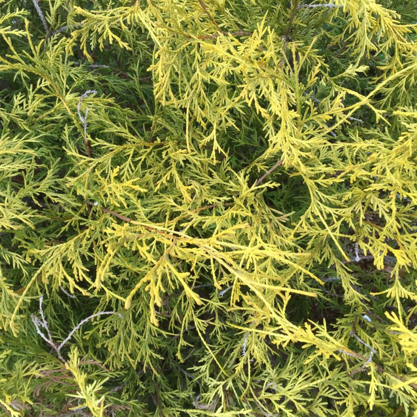 Chamaecyparis pisifera Filifera Aurea (Fogliame)