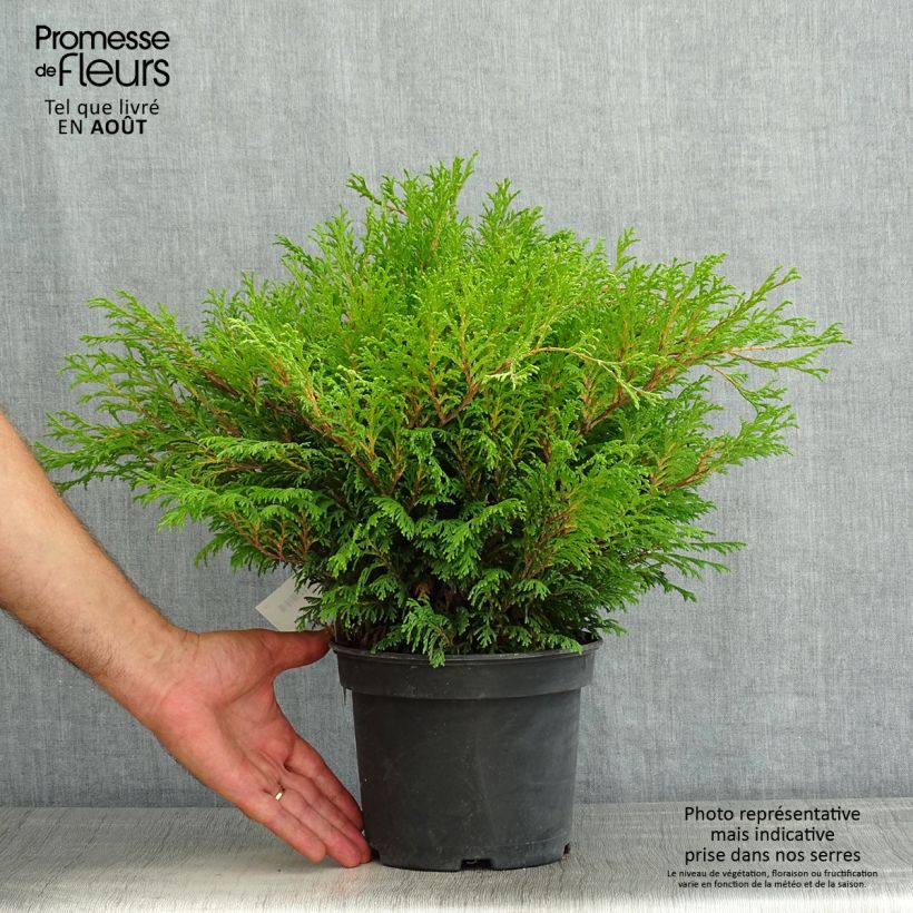 Esemplare di Chamaecyparis pisifera Filip's Happy Day Vaso da 2L/3L consegnato in estate