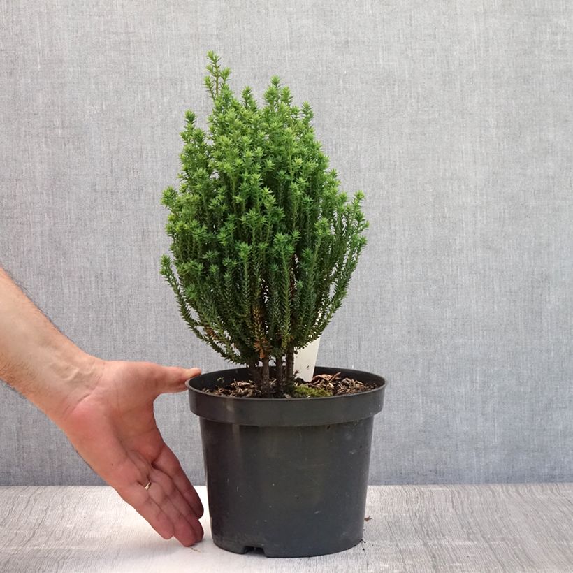 Esemplare di Chamaecyparis thyoides Blue Rock Vaso da 2L/3L consegnato in estate