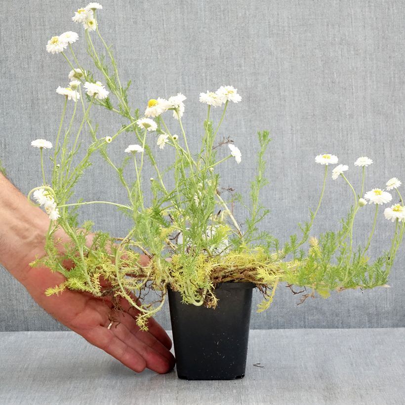 Esemplare di Chamaemelum nobile Flore Pleno - Camomilla romana Vasetto da 8/9 cm consegnato in estate