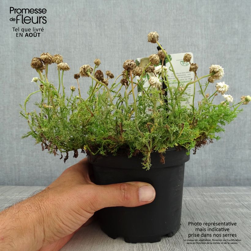 Esemplare di Chamaemelum nobile Flore Pleno - Camomilla romana Vaso da 1,5L/2L consegnato in estate