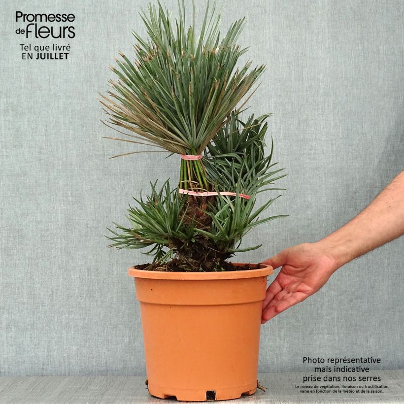 Esemplare di Chamaerops humilis var. cerifera - Palma di San Pietro Vaso da 7,5L/10L consegnato in estate