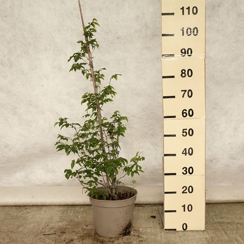 Esemplare di Ostrya carpinifolia - Carpino nero Vaso da 7,5L/10L consegnato in estate