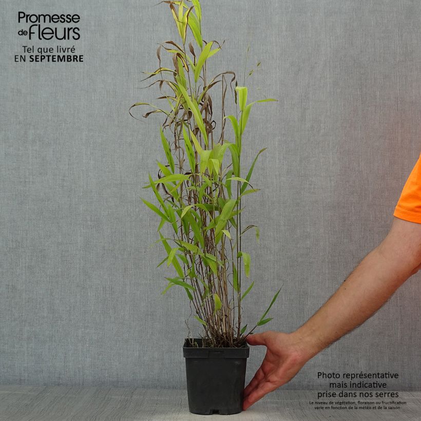Esemplare di Chasmanthium latifolium Vaso da 2L/3L consegnato in estate