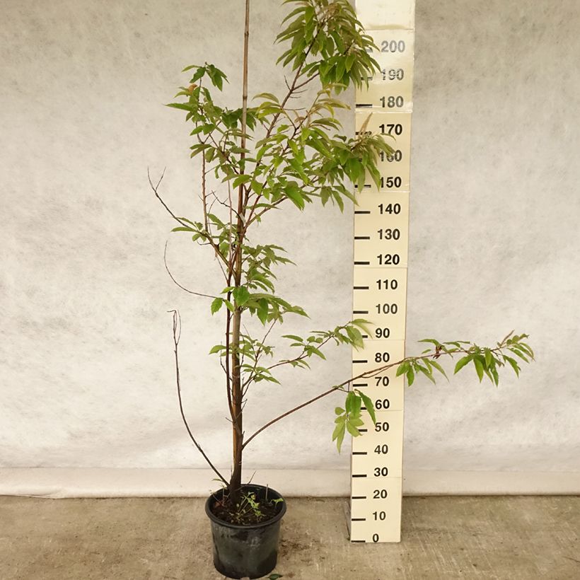 Esemplare di Castagno Marigoule Vaso da 7,5L/10L, Astone alto consegnato in estate