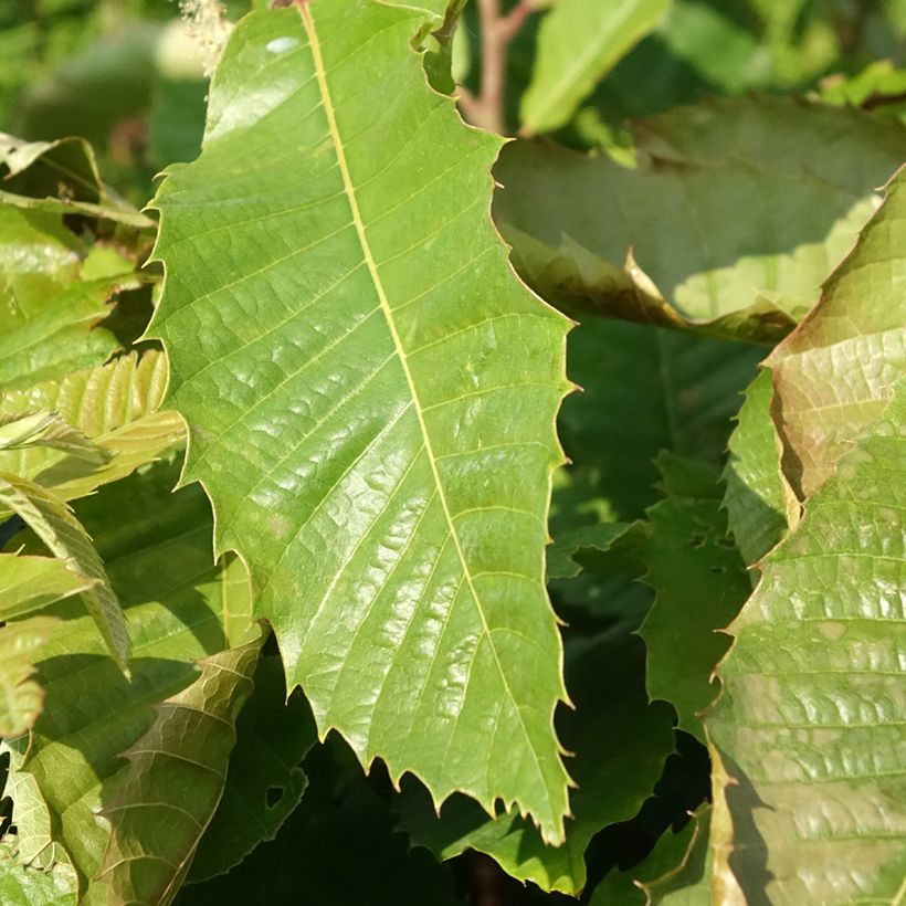 Castagno Marsol (Fogliame)