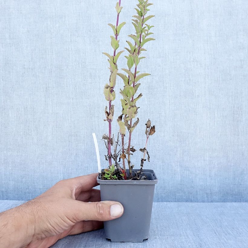 Esemplare di Nepeta nuda Anne's Choice Vasetto da 8/9 cm consegnato in estate