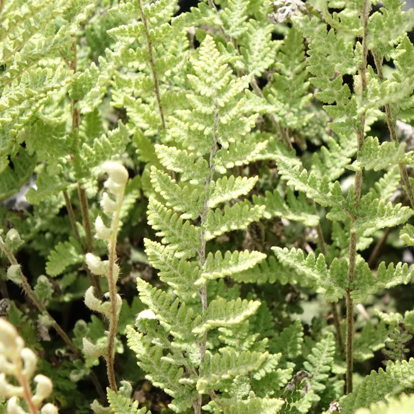 Cheilanthes lanosa Cimbra - Felce (Fogliame)
