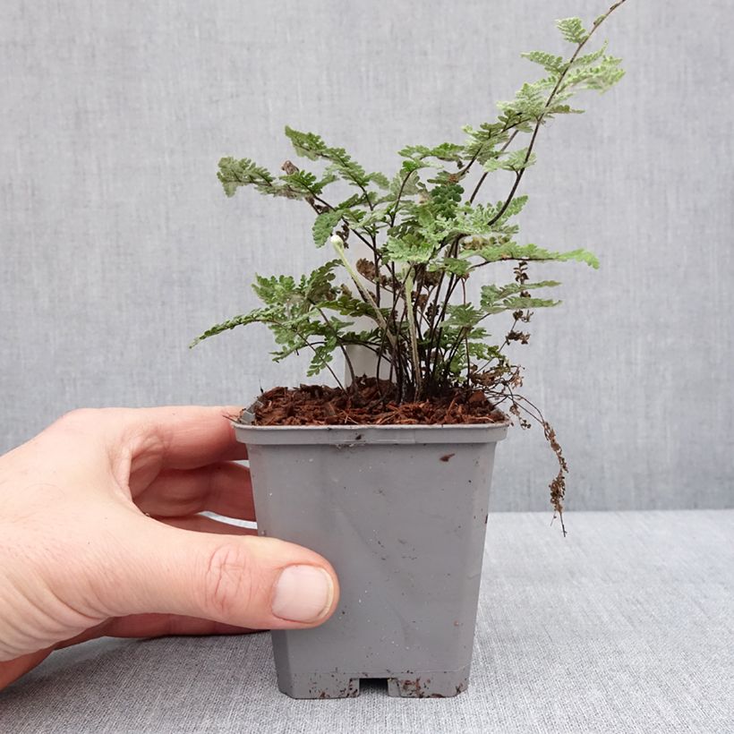 Cheilanthes lanosa Cimbra - Felce Vasetto da 8/9 cm esemplare consegnato in inverno