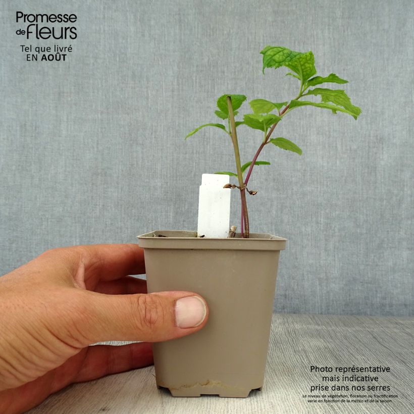 Esemplare di Chelone lyonii Hot Lips Vasetto da 8/9 cm consegnato in estate