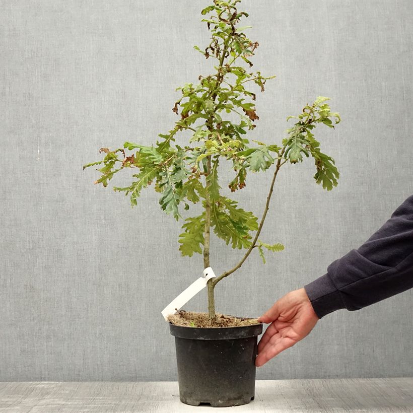 Esemplare di Quercus frainetto Vaso da 4L/5L consegnato in estate