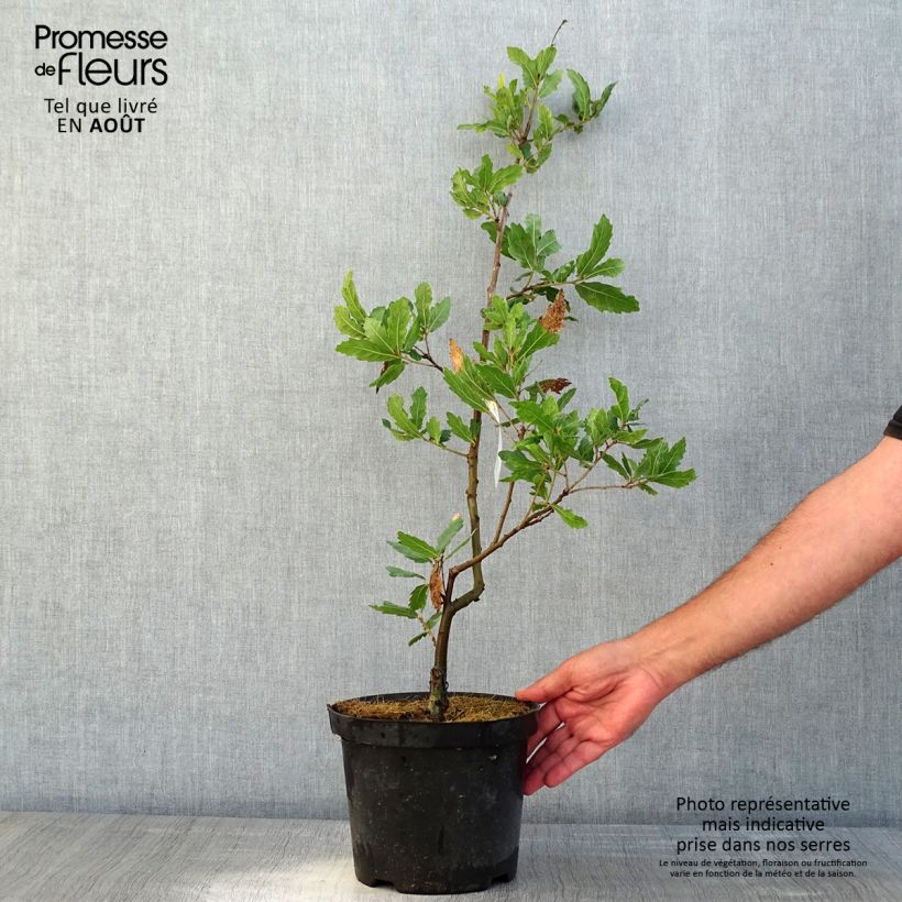 Esemplare di Quercus turneri var.pseudoturneri Spencer Turner - Quercia Vaso da 4L/5L consegnato in estate