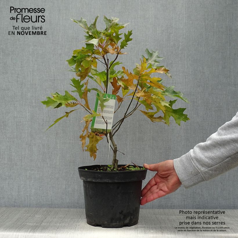 Esemplare di Quercus palustris Isabel - Quercia palustre Vaso da 4L/5L come consegnato in autunno