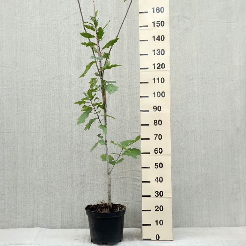 Esemplare di Quercus palustris Betty Jean - Quercia palustre Vaso da 7,5L/10L consegnato in estate