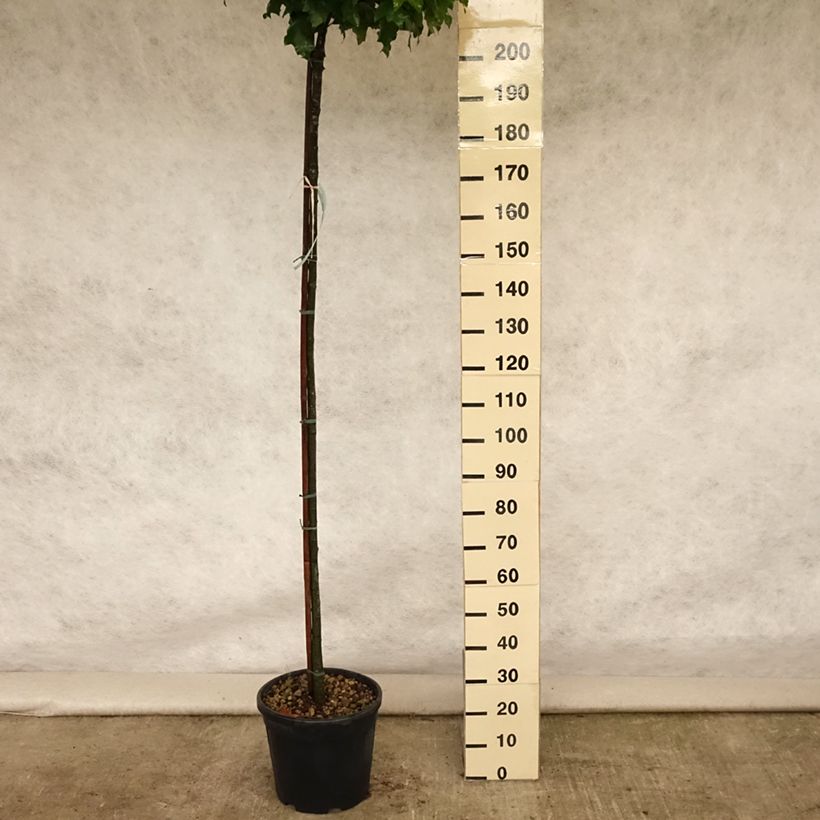 Esemplare di Quercus palustris Green Dwarf - Quercia palustre Vaso da 18L/20L consegnato in estate